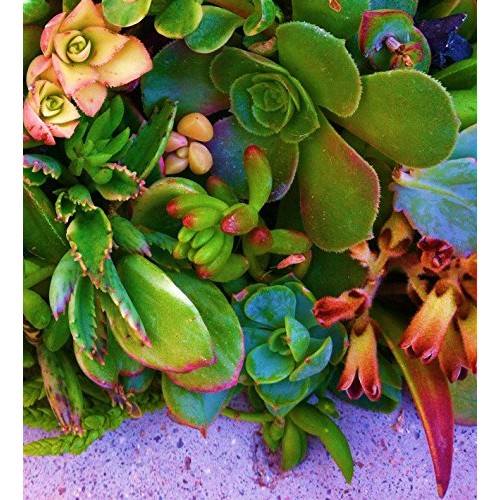 Sensual Succulents 15 Assorted Succulent Cuttings
