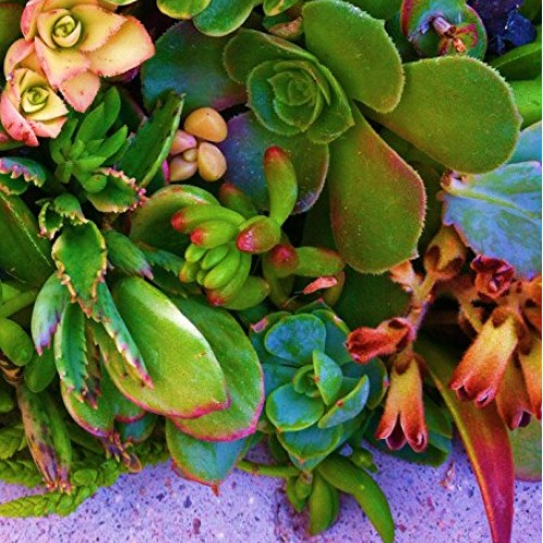 Sensual Succulents 15 Assorted Succulent Cuttings