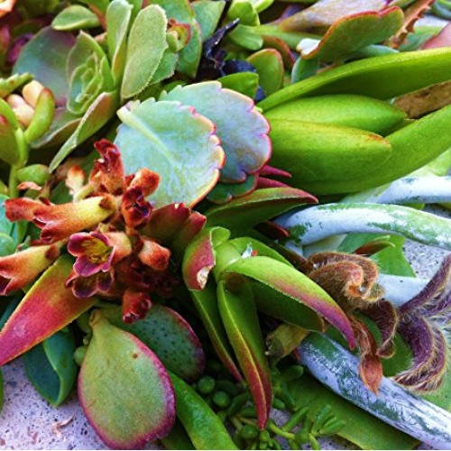 Sensual Succulents 15 Assorted Succulent Cuttings