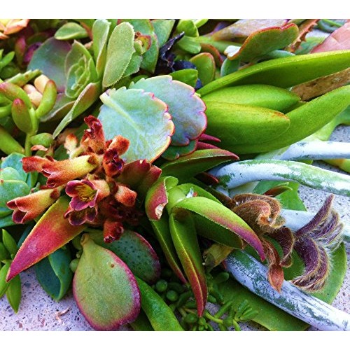Sensual Succulents 15 Assorted Succulent Cuttings