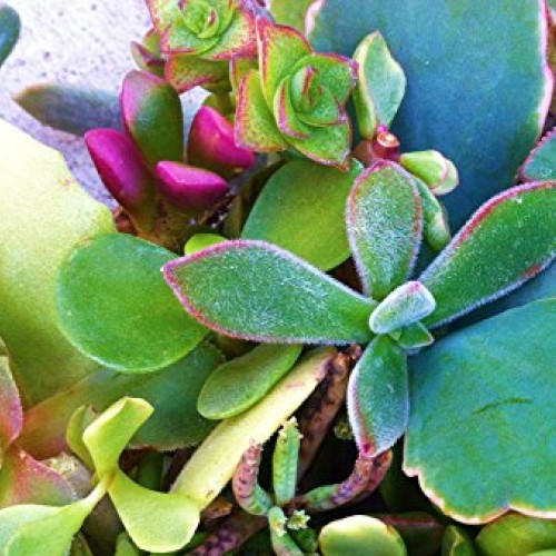Sensual Succulents 15 Assorted Succulent Cuttings