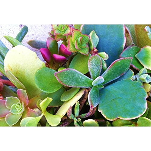 Sensual Succulents 15 Assorted Succulent Cuttings