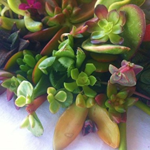 Sensual Succulents 15 Assorted Succulent Cuttings