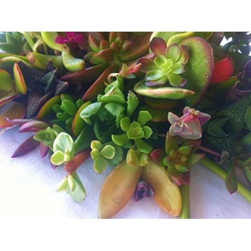 Sensual Succulents 15 Assorted Succulent Cuttings