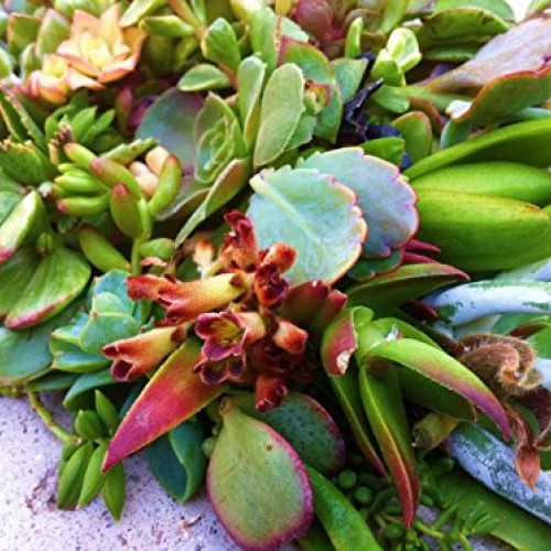 Sensual Succulents 15 Assorted Succulent Cuttings