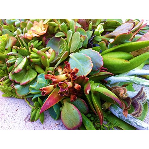 Sensual Succulents 15 Assorted Succulent Cuttings