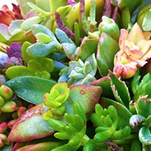 Sensual Succulents 15 Assorted Succulent Cuttings