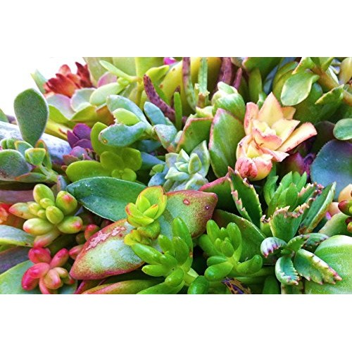 Sensual Succulents 15 Assorted Succulent Cuttings
