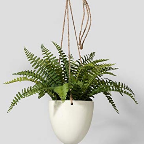 Serene Spaces Living Small Boston Fern in Hanging Pot, Fake Hangin...