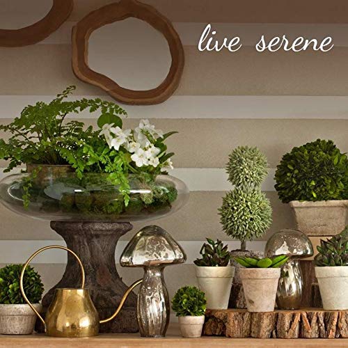 Serene Spaces Living Small Boston Fern in Hanging Pot, Fake Hangin...