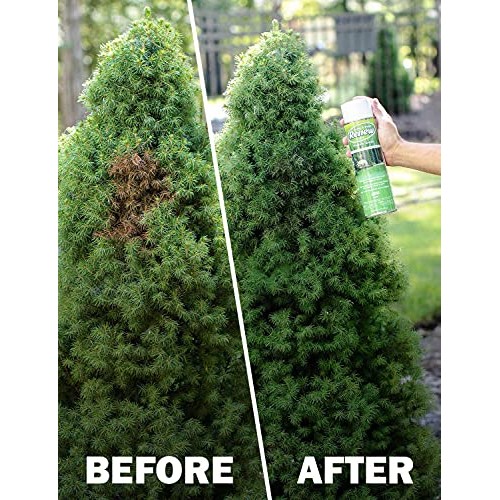 Seymour 20-602 Grass and Shrub Renew Spray Paint, Pristine Green ...