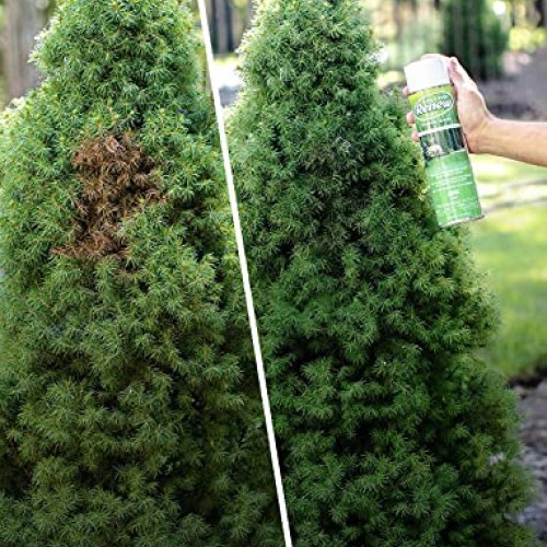 Seymour 20-602 Grass and Shrub Renew Spray Paint, Pristine Green ...