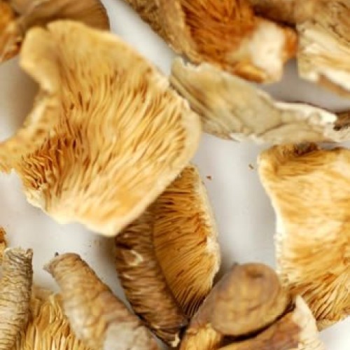Dried Oyster Mushrooms - 1 Oz. Bag - Dehydrated Edible Gourmet Ple...
