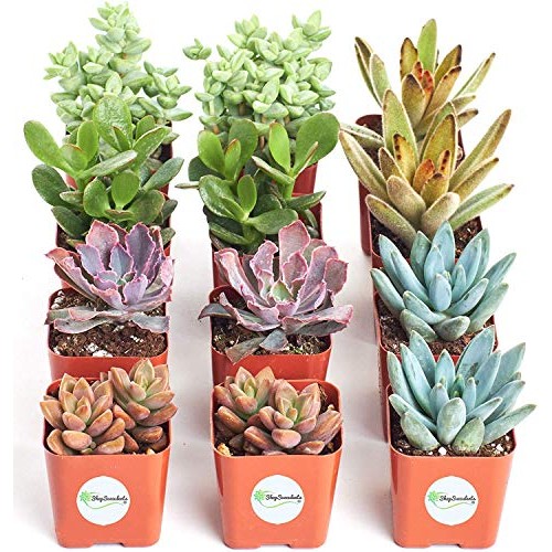 Shop Succulents | 12 Pack Live Succulents | Fully Rooted - Assorte...
