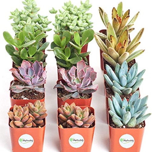 Shop Succulents | 12 Pack Live Succulents | Fully Rooted - Assorte...