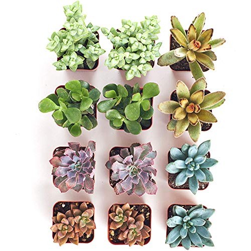 Shop Succulents | 12 Pack Live Succulents | Fully Rooted - Assorte...