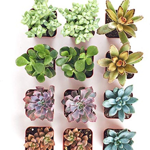Shop Succulents | 12 Pack Live Succulents | Fully Rooted - Assorte...