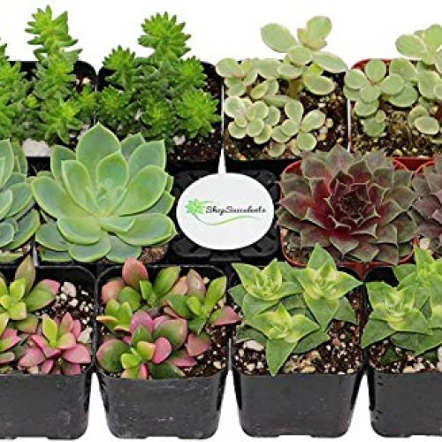 Shop Succulents | 12 Pack Live Succulents | Fully Rooted - Assorte...