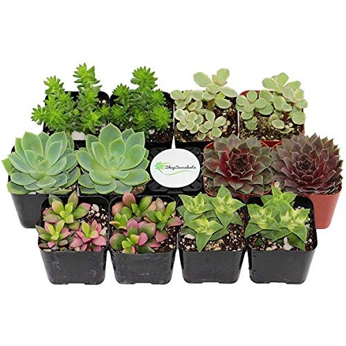 Shop Succulents | 12 Pack Live Succulents | Fully Rooted - Assorte...