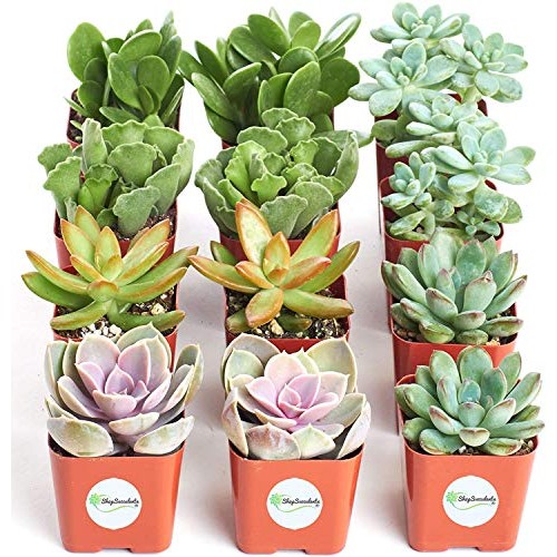 Shop Succulents | 12 Pack Live Succulents | Fully Rooted - Assorte...