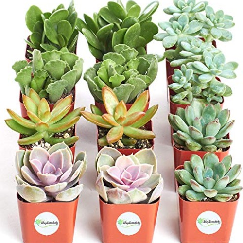 Shop Succulents | 12 Pack Live Succulents | Fully Rooted - Assorte...