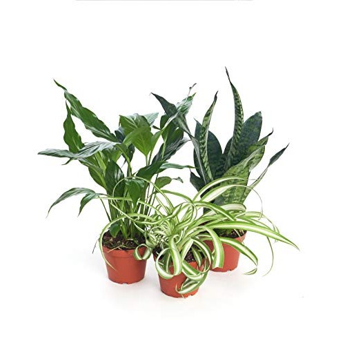 Shop Succulents Air Purifying House Plant Pack | Indoor/Outdoor, 4...