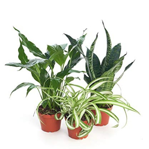 Shop Succulents Air Purifying House Plant Pack | Indoor/Outdoor, 4...