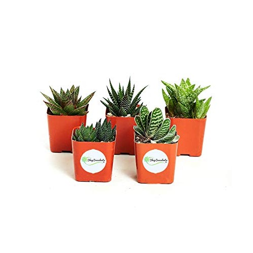 Shop Succulents | Alluring Collection of Live, Hand Selected Varie...