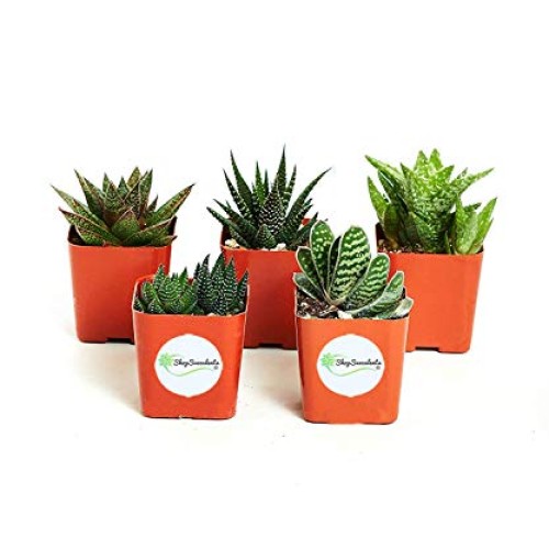 Shop Succulents | Alluring Collection of Live, Hand Selected Varie...