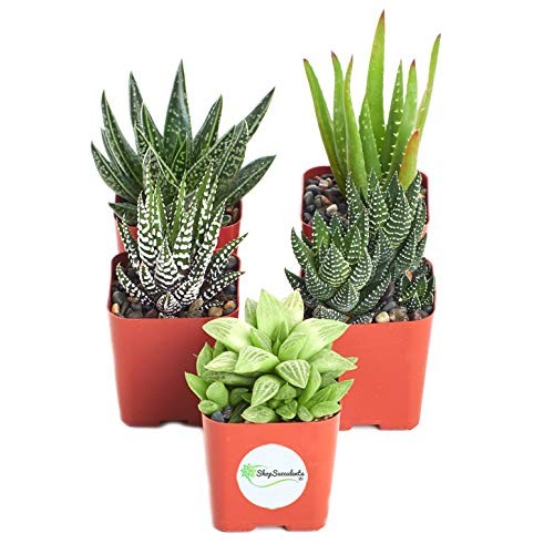 Shop Succulents | Alluring Collection of Live, Hand Selected Varie...