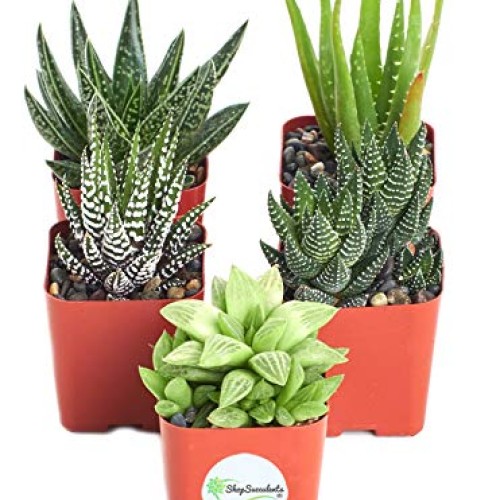 Shop Succulents | Alluring Collection of Live, Hand Selected Varie...