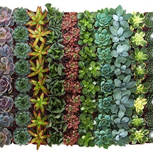 Shop Succulents | Assorted Collection of Live Succulent Plants, Ha...