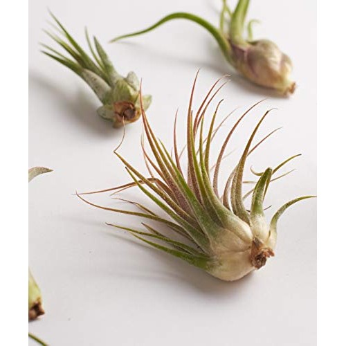 Shop Succulents | Live Air Hand Selected Assortment Variety of Spe...