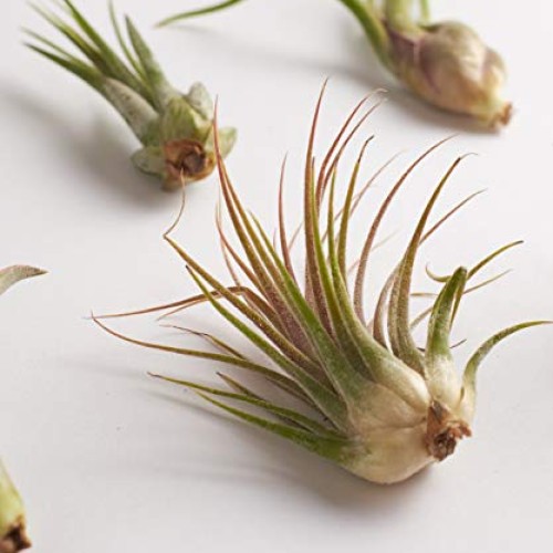 Shop Succulents | Live Air Hand Selected Assortment Variety of Spe...