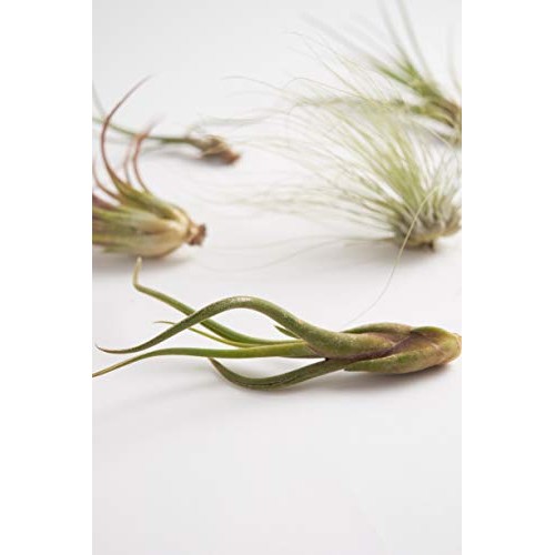 Shop Succulents | Live Air Hand Selected Assortment Variety of Spe...