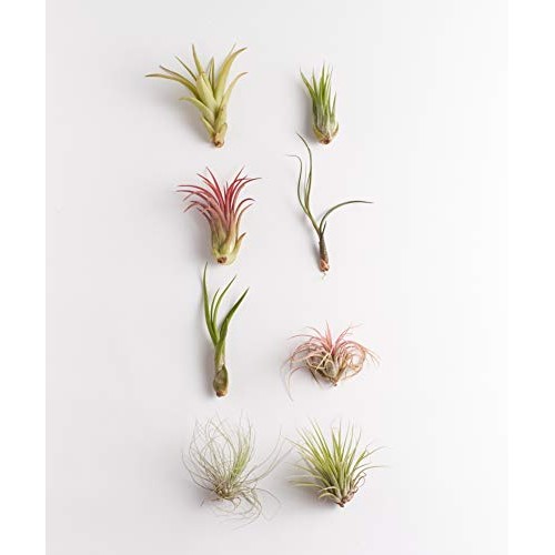 Shop Succulents | Live Air Hand Selected Assortment Variety of Spe...
