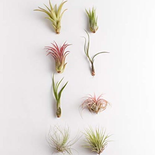 Shop Succulents | Live Air Hand Selected Assortment Variety of Spe...