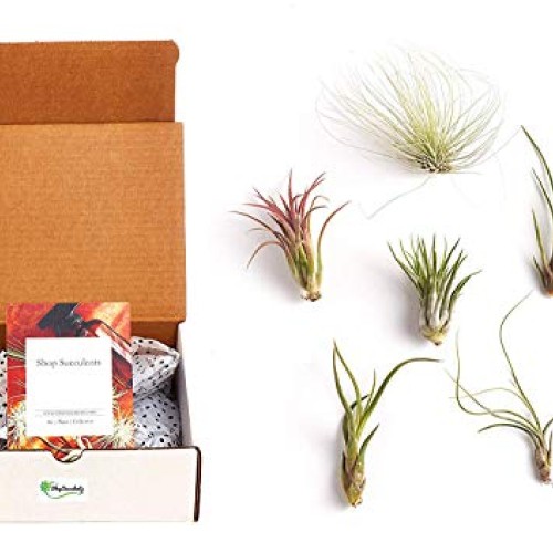 Shop Succulents | Live Air Plants Hand Selected Assorted Variety o...