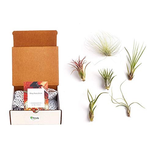 Shop Succulents | Live Air Plants Hand Selected Assorted Variety o...