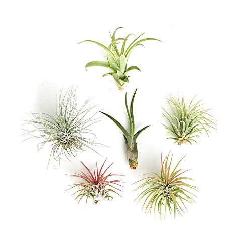 Shop Succulents | Live Air Plants Hand Selected Assorted Variety o...