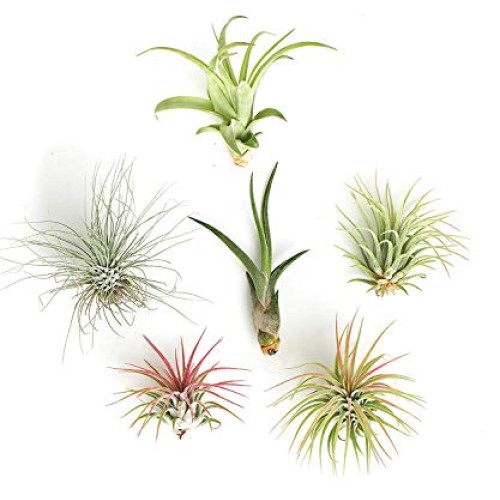 Shop Succulents | Live Air Plants Hand Selected Assorted Variety o...