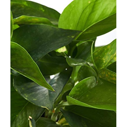 Shop Succulents | Pothos Succulent Hand Selected for Health, Size ...
