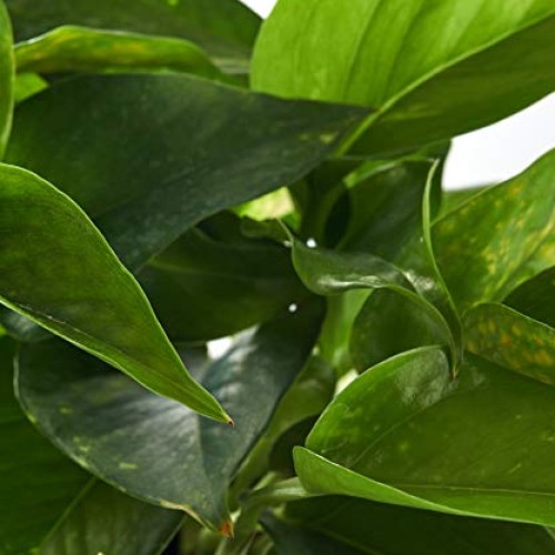 Shop Succulents | Pothos Succulent Hand Selected for Health, Size ...