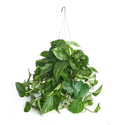 Shop Succulents | Pothos Succulent Hand Selected for Health, Size ...