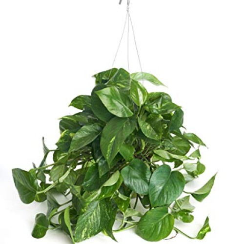 Shop Succulents | Pothos Succulent Hand Selected for Health, Size ...