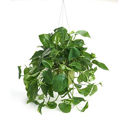 Shop Succulents | Pothos Succulent Hand Selected for Health, Size ...