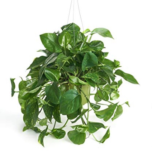 Shop Succulents | Pothos Succulent Hand Selected for Health, Size ...