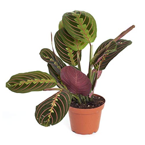 Shop Succulents Prayer Naturally Air Purifying Plant, Easy Care, L...