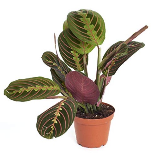 Shop Succulents Prayer Naturally Air Purifying Plant, Easy Care, L...
