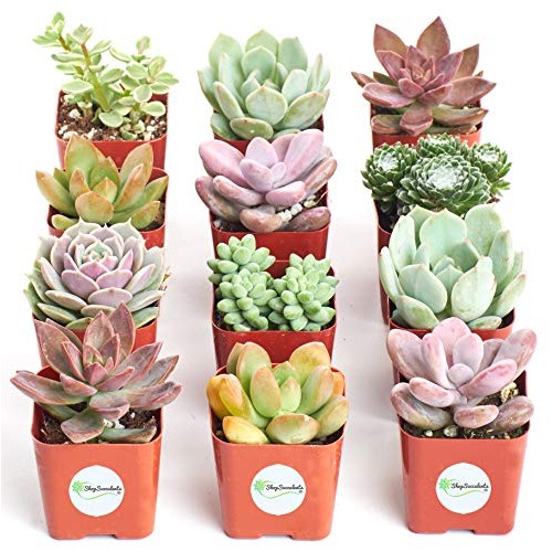 Shop Succulents | Premium Pastel Collection of Live Succulent Plan...